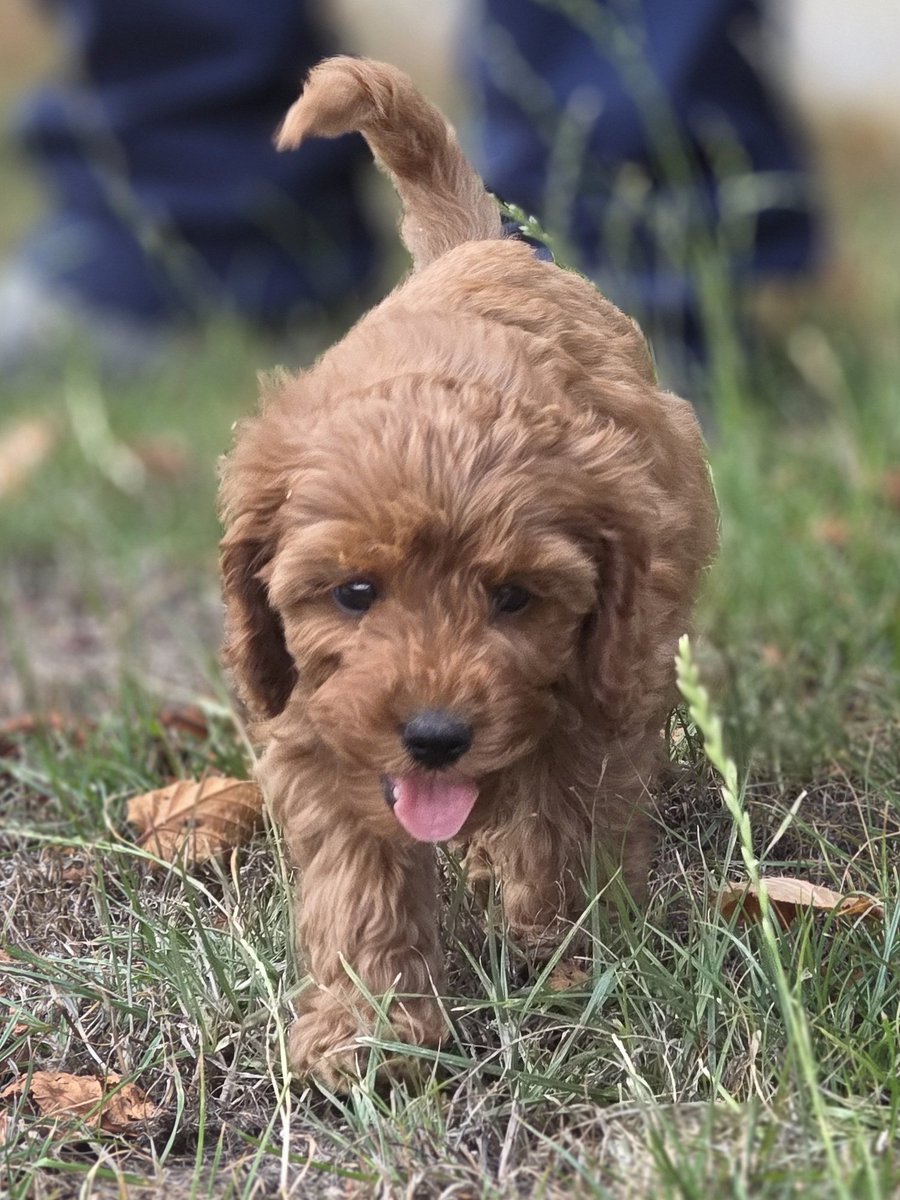 Squirrel tweet media