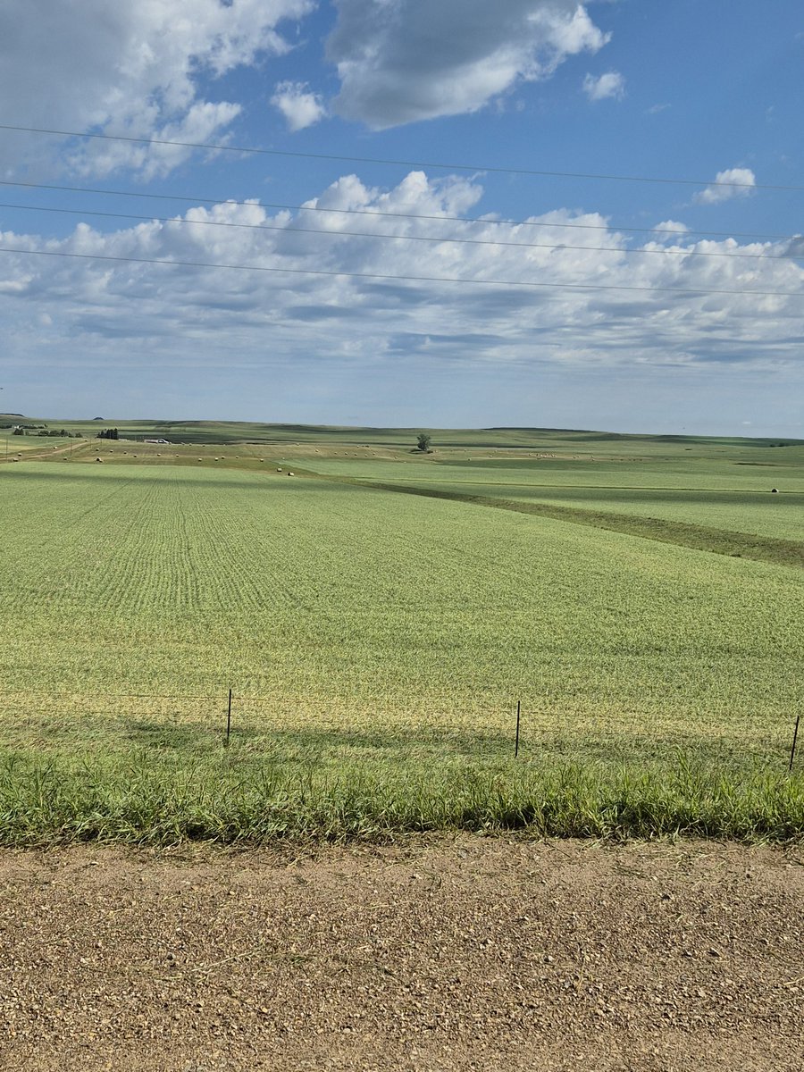 Was waist high and 40-50 bushel wheat..after 10 minutes of golfball to marble hail..1000's of acres fucked