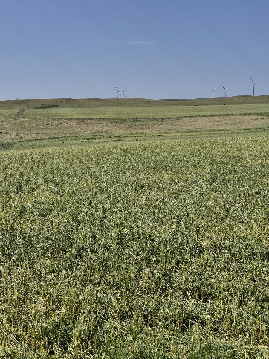 Just some more shredded wheat
