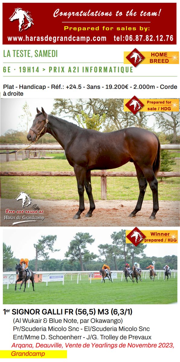 Congratulations #Signor_Galli, and team, 1st Prix A2I Informatique / La Teste - 2025.07.19
Signor Galli, born, raised and prepared for sale by HDG🙂
The details of the next winners, soon on the ring of Arqana and BBAG sales, are online 😉:
harasdegrandcamp.com/ventes/index.h…