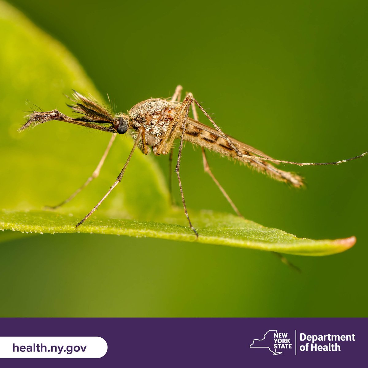 TCWholeHealth's tweet image. Mosquitoes can be more than a pest -- they can spread Eastern Equine Encephalitis, West Nile Virus and other disease. Learn about mosquito-borne disease and how to protect yourself. health.ny.gov/diseases/west_…