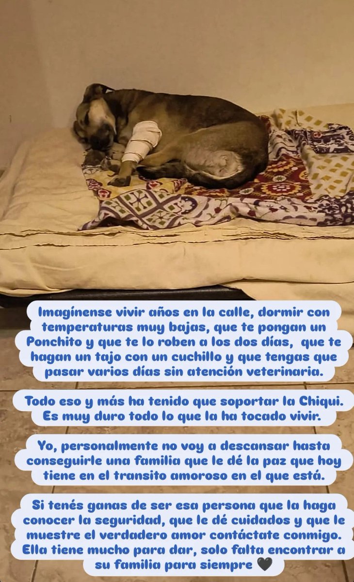 CasluPadin's tweet image. Subo acá la historia de la Chiqui. Busco una familia para ella en Neuquén y alrededores