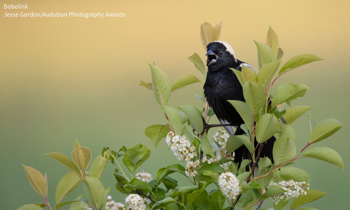 audubonsociety's tweet image. A new wildlife action plan by @NCWildlife gives a comprehensive look at the actions needed to protect North Carolina’s habitat & species. This plan will play a foundational role in guiding the state’s conservation efforts over the next decade. Learn more from @AudubonNC:…