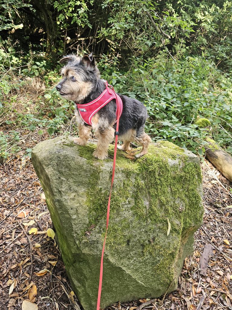 bo_boesbear's tweet photo. Here me is.. like da lion king #RAaa #ZSHQ https://t.co/isMiZMZIls
