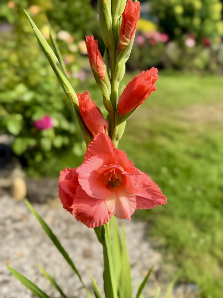 bluewaverider46's tweet image. Another Gladiolus blooming in the front yard π₯³ππ₯°
Really love this color!
#BloomScrolling