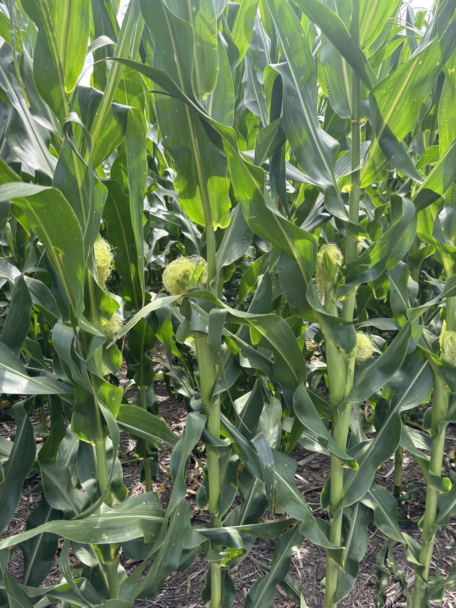 Kansas corn 🌽 looking strong. Received an inch of rain a day ago. Perfect pollination. 18 x 44 pop is 19,000