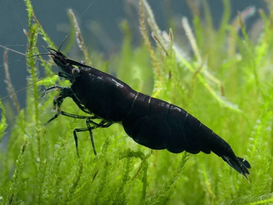 hopes_revenge's tweet image. A thread- I’ve been investigating a massive welfare fraud scheme and what I found will shock you. It involves millions of dollars, falsified documents, and an underground network spanning multiple states. The perpetrators? Shrimp. 1/47
🧵