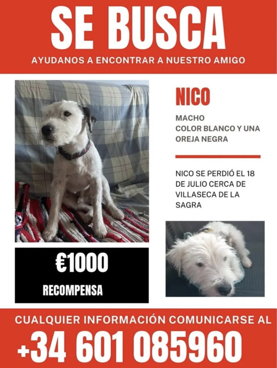 PerreraToledo's tweet image. 🆘🆘🆘NICO se ha PERDIDO 🆘🆘🆘 Villaseca de la Sagra,Toledo. Rogamos difusión 🙏