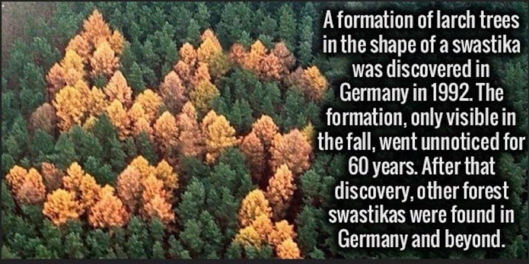 TheStatiesV2's tweet image. If you name the jew in the middle of the forest and nobody’s there to hear it, are you still an antisemite?
