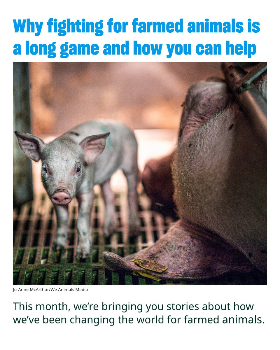 humaneworldorg's tweet image. Everyone has a chance to make a difference for these animals every single day by choosing plant-based alternatives to animal products at breakfast, lunch and dinner. hwfa.link/2x072125