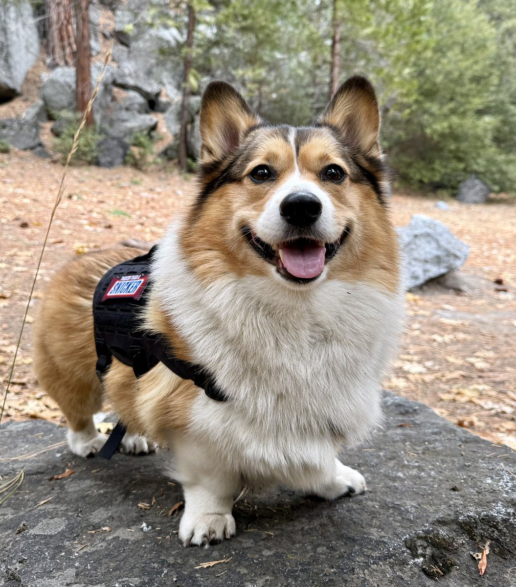 WinstonCorgiDog's tweet image. Happy Monday Corgi Dog Winston-Family!☀️🐶✌🏻 Hope You’re All Well and Having an Awesome Start to the Week!💕 Peace and Blessings💌❤️ #Happy #Monday #Corgi #Dog #Family