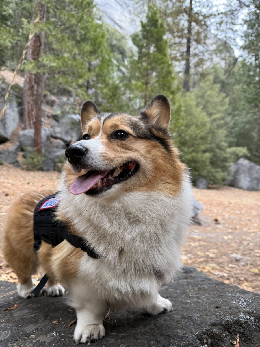WinstonCorgiDog's tweet image. Happy Monday Corgi Dog Winston-Family!☀️🐶✌🏻 Hope You’re All Well and Having an Awesome Start to the Week!💕 Peace and Blessings💌❤️ #Happy #Monday #Corgi #Dog #Family
