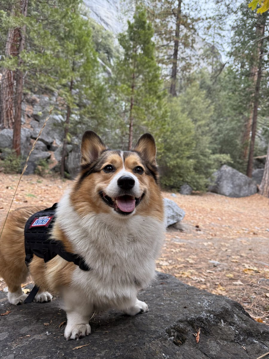 WinstonCorgiDog's tweet image. Happy Monday Corgi Dog Winston-Family!☀️🐶✌🏻 Hope You’re All Well and Having an Awesome Start to the Week!💕 Peace and Blessings💌❤️ #Happy #Monday #Corgi #Dog #Family