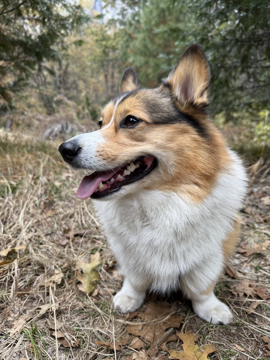 WinstonCorgiDog's tweet image. Happy Monday Corgi Dog Winston-Family!☀️🐶✌🏻 Hope You’re All Well and Having an Awesome Start to the Week!💕 Peace and Blessings💌❤️ #Happy #Monday #Corgi #Dog #Family