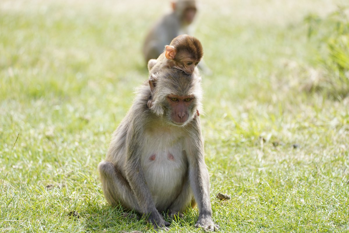 Longleat's tweet image. Jumping into #WorldMonkeyDay 🐒
Share your best photos and clips of our infamously cheeky Rhesus macaques in the replies!
