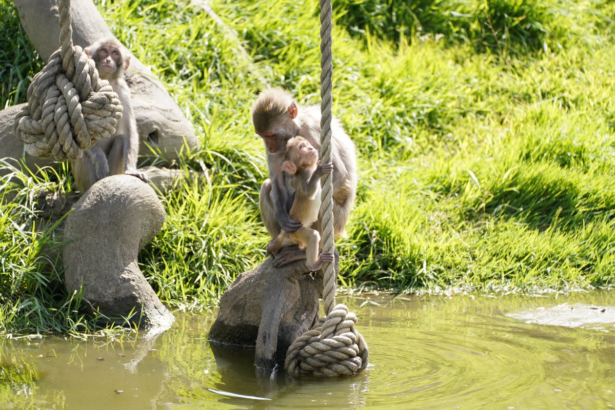 Longleat's tweet image. Jumping into #WorldMonkeyDay 🐒
Share your best photos and clips of our infamously cheeky Rhesus macaques in the replies!