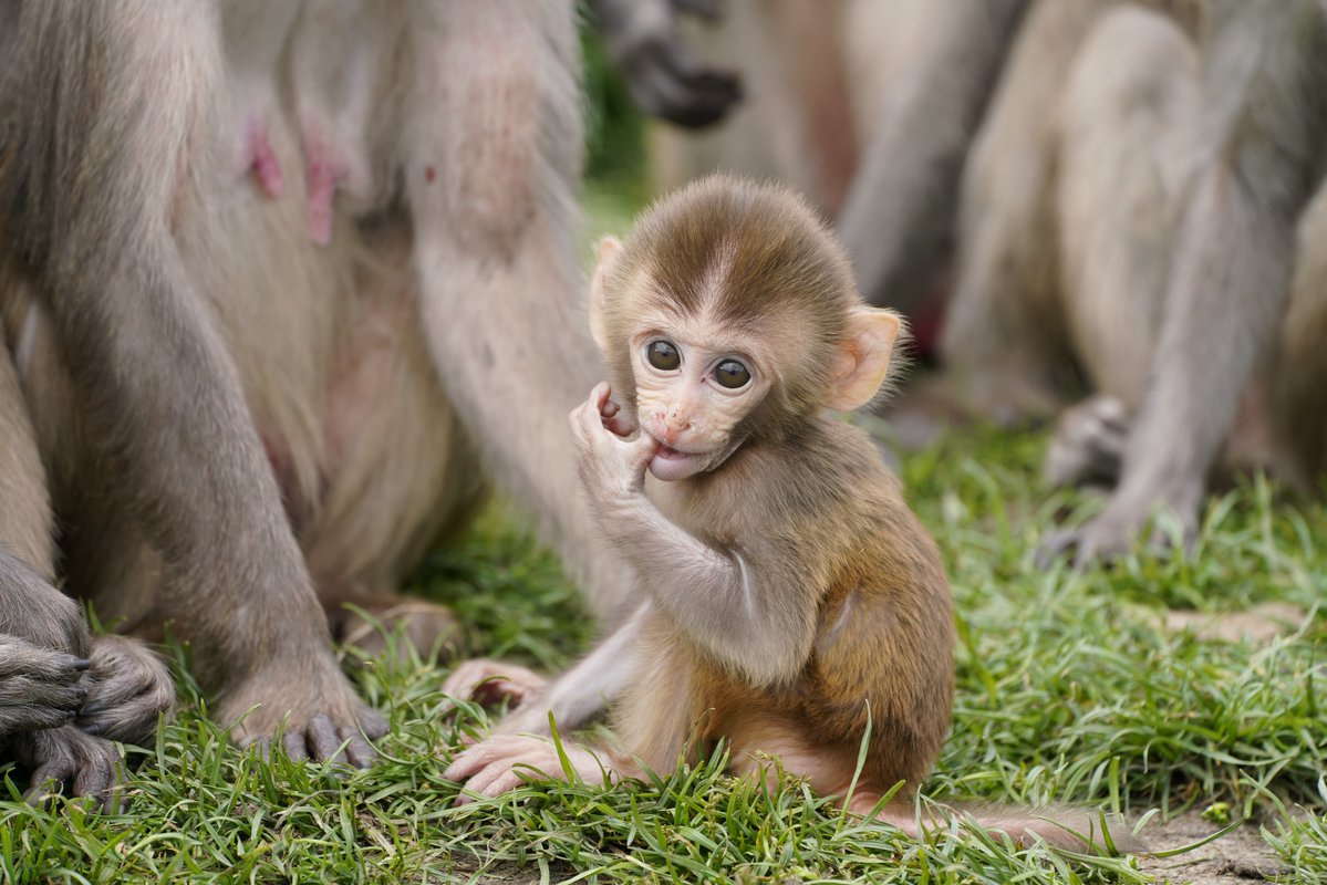 Longleat's tweet image. Jumping into #WorldMonkeyDay 🐒
Share your best photos and clips of our infamously cheeky Rhesus macaques in the replies!