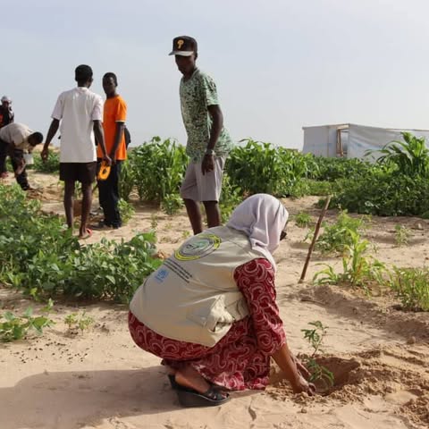 UNHCR Mali (@unhcrmali) on Twitter photo 🌱À #Tombouctou, 01 activité de reboisement s’est tenue le 18 juillet à la Cité Al-Amal dans le cadre du projet conjoint <a href="/UNHCRMali/">UNHCR Mali</a> <a href="/UnescoBamako/">UNESCO MALI</a> avec <a href="/ONG_AMSS/">ONG AMSS</a>, <a href="/sahelstopmali/">Stop SAHEL</a> et les services techniques, visant à renforcer la cohésion sociale et protéger l’environnement🙏Japon 🌱À #Tombouctou, 01 activité de reboisement s’est tenue le 18 juillet à la Cité Al-Amal dans le cadre du projet conjoint <a href="/UNHCRMali/">UNHCR Mali</a> <a href="/UnescoBamako/">UNESCO MALI</a> avec <a href="/ONG_AMSS/">ONG AMSS</a>, <a href="/sahelstopmali/">Stop SAHEL</a> et les services techniques, visant à renforcer la cohésion sociale et protéger l’environnement🙏Japon