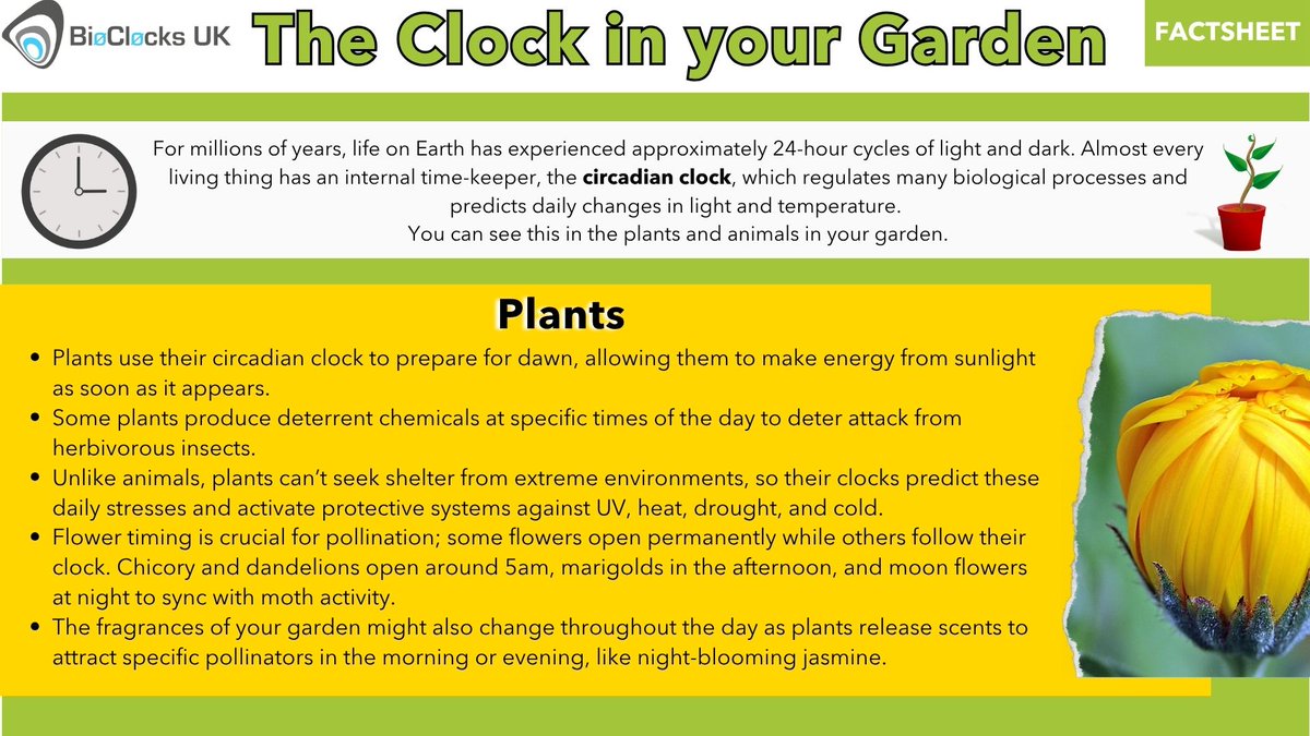 BioClocksUK's tweet image. You probably know that humans have #circadian rhythms, but did you know plants do too? Now is a great time to go out and witness clocks in nature!
For more of our expert-reviewed factsheets, see our website: bioclocks.uk/factsheets
#SciComm #Ecology 🧪