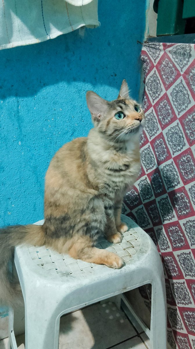 Fiz minhas duas gatas, Kitty (a da esquerda) e Mel (a da direita), fiz o design baseado na personalidade e na aparência delas. #xppenpet