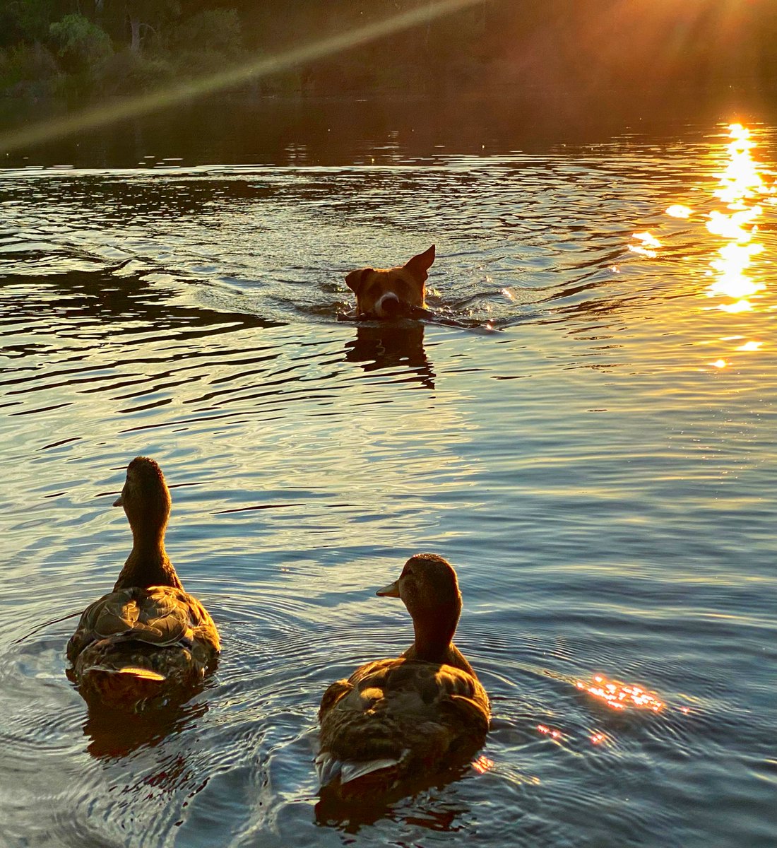 8ntmuch's tweet image. We had an enjoyable 1.75 mile walk this morning. Olly got to swim with ducks! We had two that would go out to the stick when we threw it for Olly, then they’d watch him get it and follow him back to shore, repeat. Haha