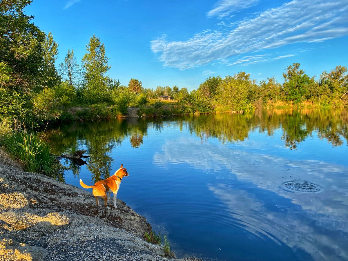 8ntmuch's tweet image. We had an enjoyable 1.75 mile walk this morning. Olly got to swim with ducks! We had two that would go out to the stick when we threw it for Olly, then they’d watch him get it and follow him back to shore, repeat. Haha