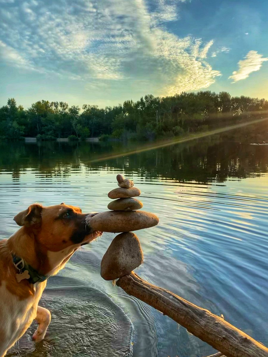 8ntmuch's tweet image. We had an enjoyable 1.75 mile walk this morning. Olly got to swim with ducks! We had two that would go out to the stick when we threw it for Olly, then they’d watch him get it and follow him back to shore, repeat. Haha