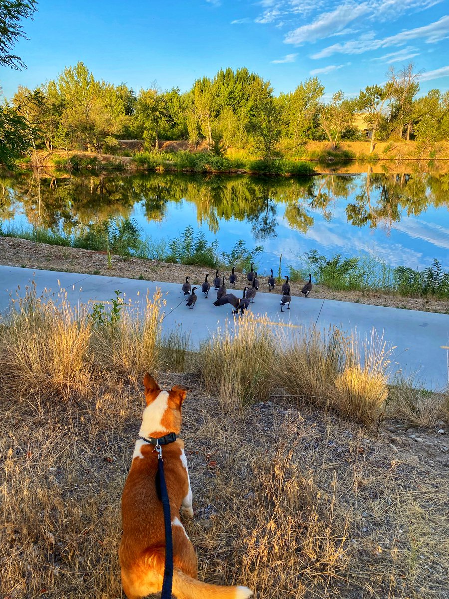 8ntmuch's tweet image. We had an enjoyable 1.75 mile walk this morning. Olly got to swim with ducks! We had two that would go out to the stick when we threw it for Olly, then they’d watch him get it and follow him back to shore, repeat. Haha