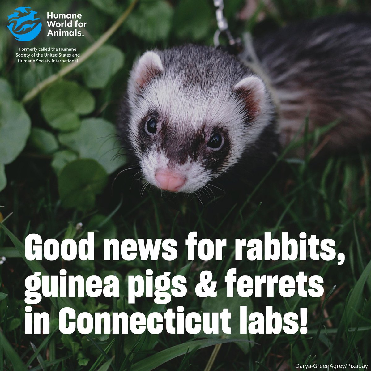 humaneworldeat's tweet image. Rabbits, guinea pigs, & ferrets in Connecticut labs will now have the chance to be adopted into loving homes after being used in harmful experiments! 🐰
CT is the first state in the U.S. to pass such a law. Previously, only dogs and cats in CT labs had the chance to be adopted.