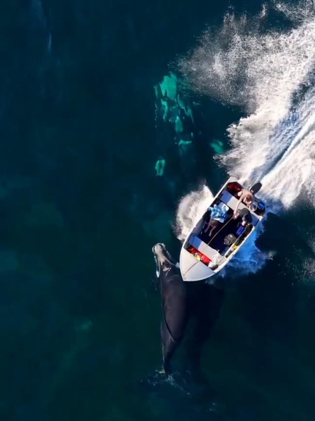 MC_org's tweet image. Reported to be an accident, boaters in the Illawarra region, Australia, should be vigil when on the water at this time of year when southern right whales are migrating - this incident could have been very different for this calf.
news.com.au/technology/sci…
Photo: Michael Hatte