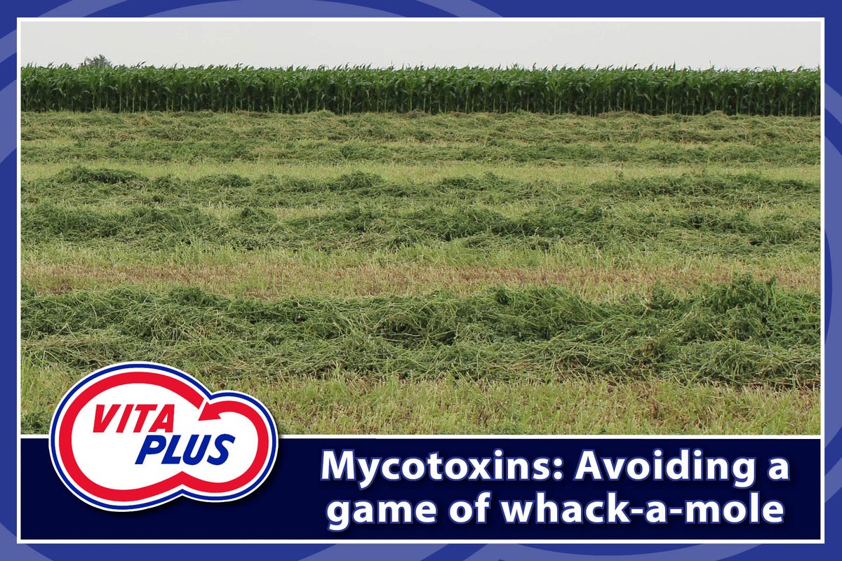 Minimize mycotoxin-contamination silage on dairy cattle. More: hoards.com/blog-36754-myc…