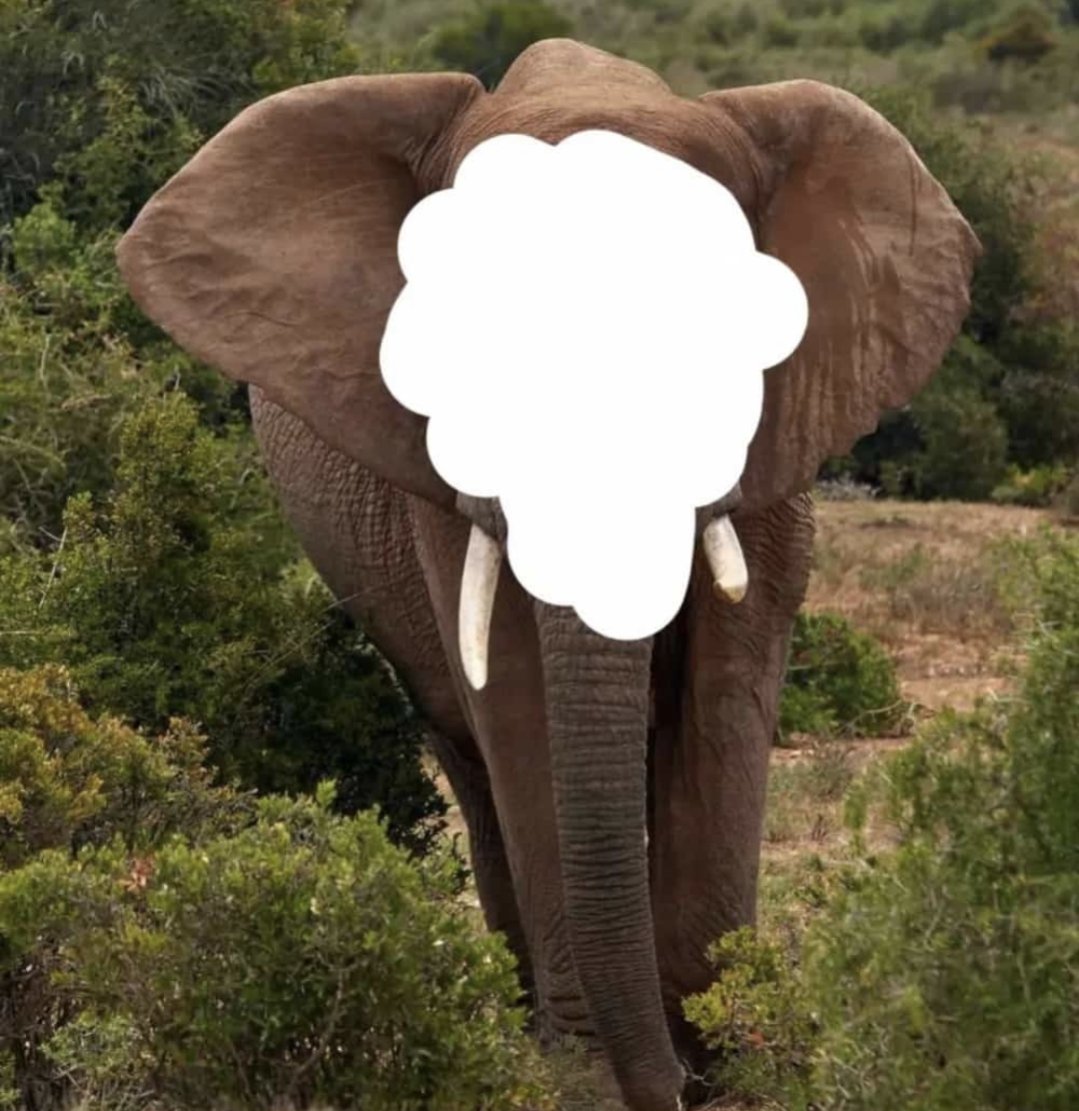If you can name this animal correctly, I will forgive my cheating partner 🤗