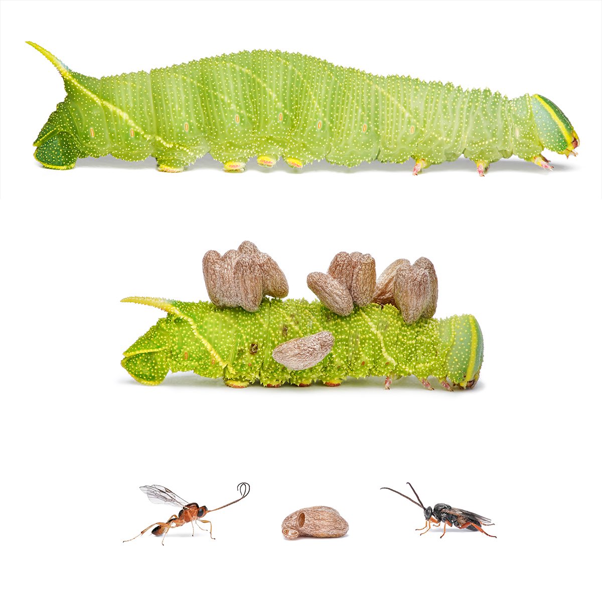 sagaOptics's tweet image. If you like caterpillars, this is a tough sight to see. I’ve been able to observe and occasionally photograph the poplar hawk-moth (Laothoe populi) caterpillars on a poplar tree in my yard. I also spotted one high up in the tree at night using UV light (see last photo). One day,…
