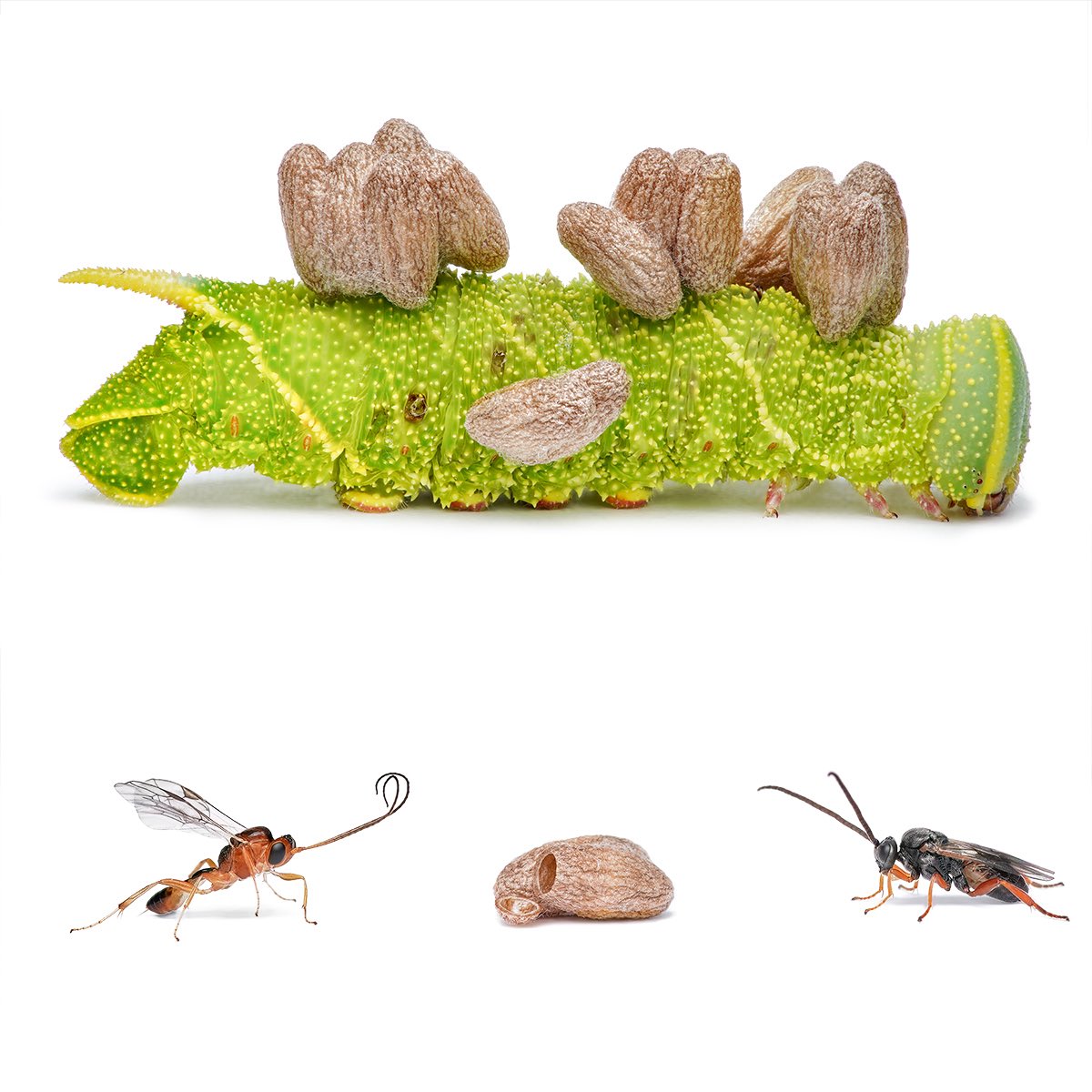 sagaOptics's tweet image. If you like caterpillars, this is a tough sight to see. I’ve been able to observe and occasionally photograph the poplar hawk-moth (Laothoe populi) caterpillars on a poplar tree in my yard. I also spotted one high up in the tree at night using UV light (see last photo). One day,…