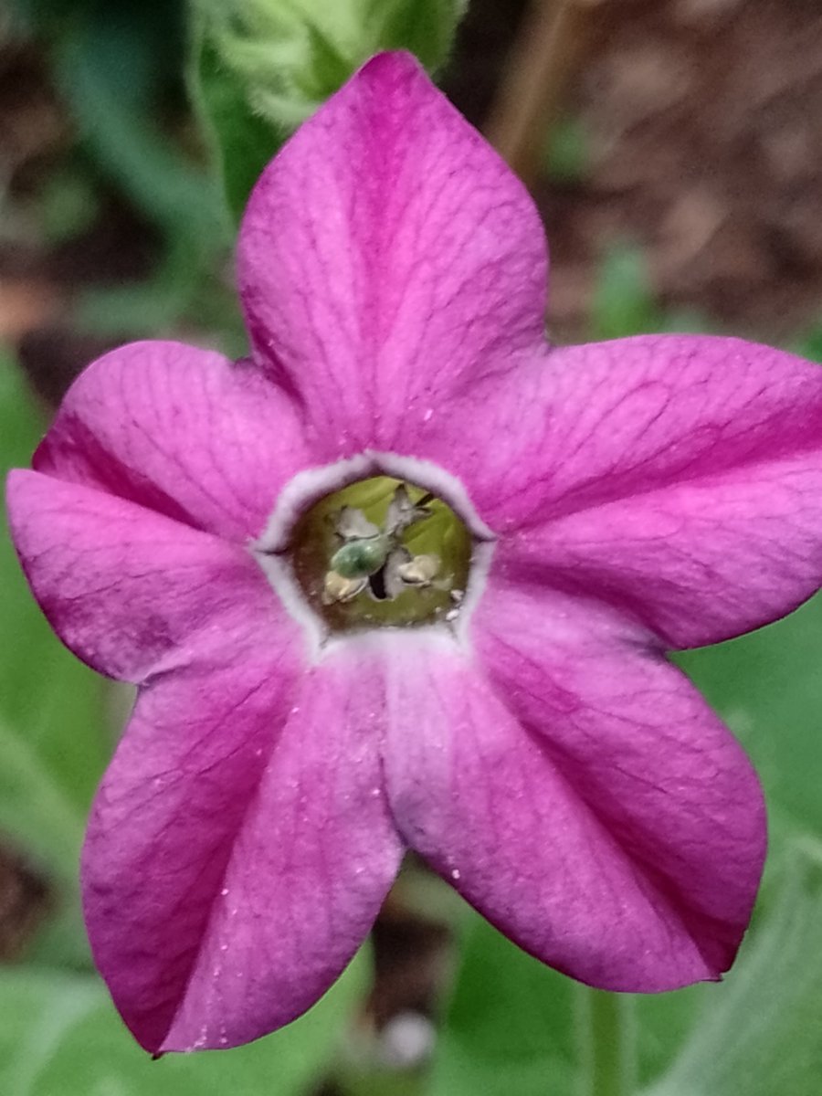 BuffbayB's tweet image. My first Nicotiana in many years although I thought I had sown Petunia 🤭. Have a pleasant evening. #MagentaMonday
#gardening