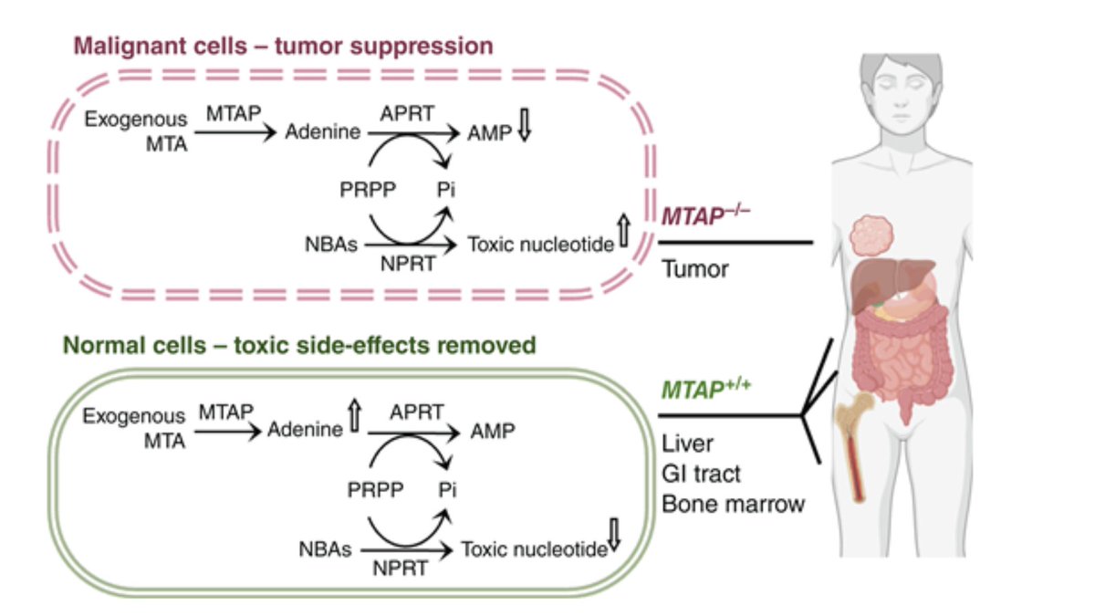 MCT_AACR's tweet image. 5′-S-(3-Aminophenyl)-5′-thioadenosine, a Novel Chemoprotective Agent for Reducing Toxic Side Effects of Fluorouracil in Treatment of MTAP-Deficient Cancers: brnw.ch/21wUjhl