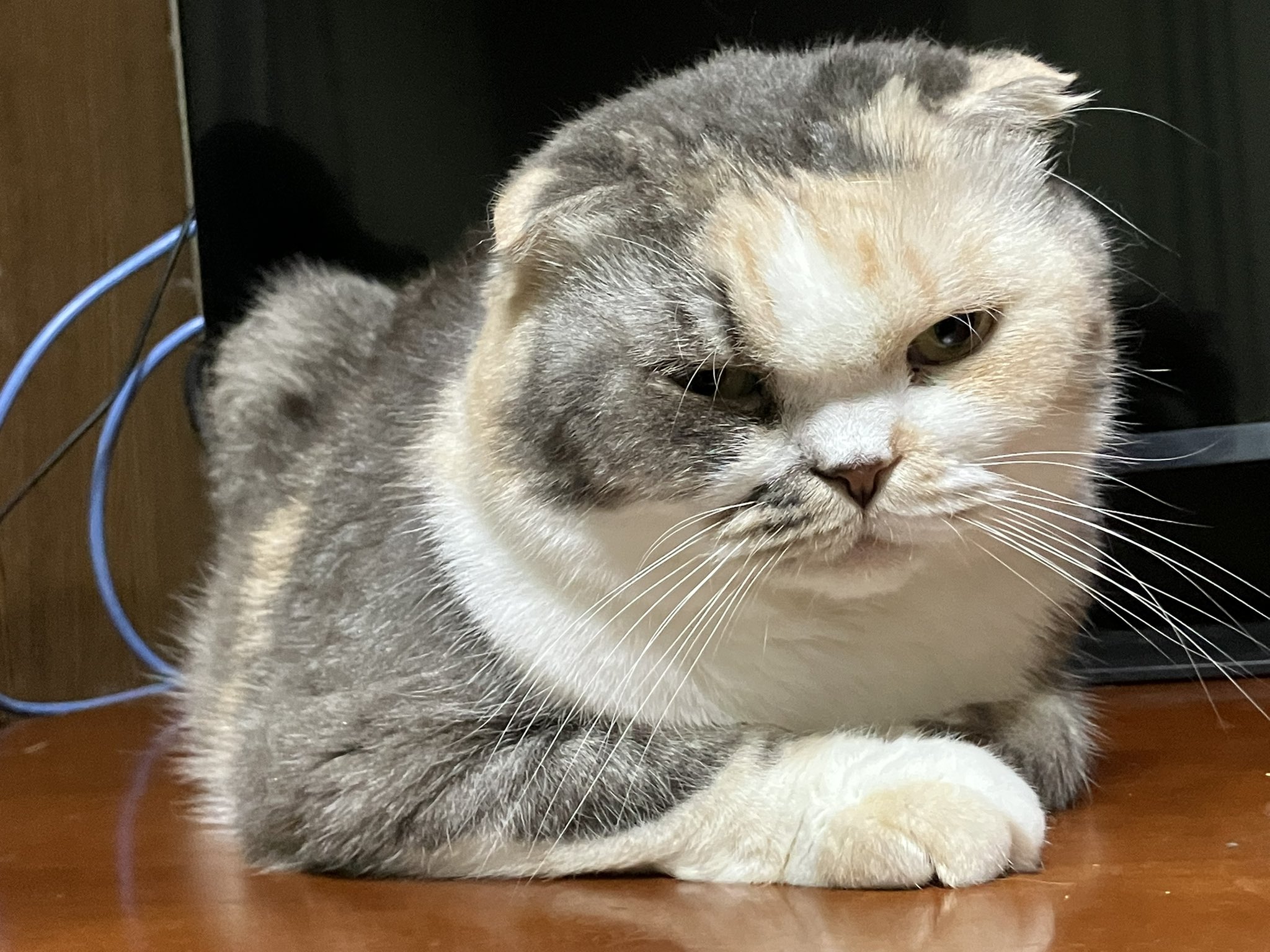 猫 ひろ🍵🍉(SDK)😸🐈 on X: 