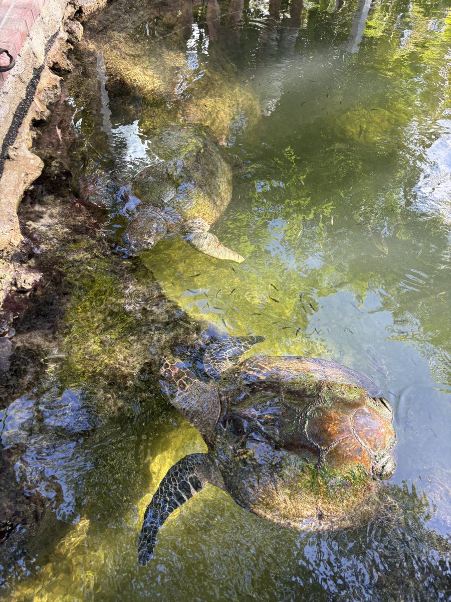 DeanSouthwark's tweet image. Loving the wildlife here in the Keys, Florida.