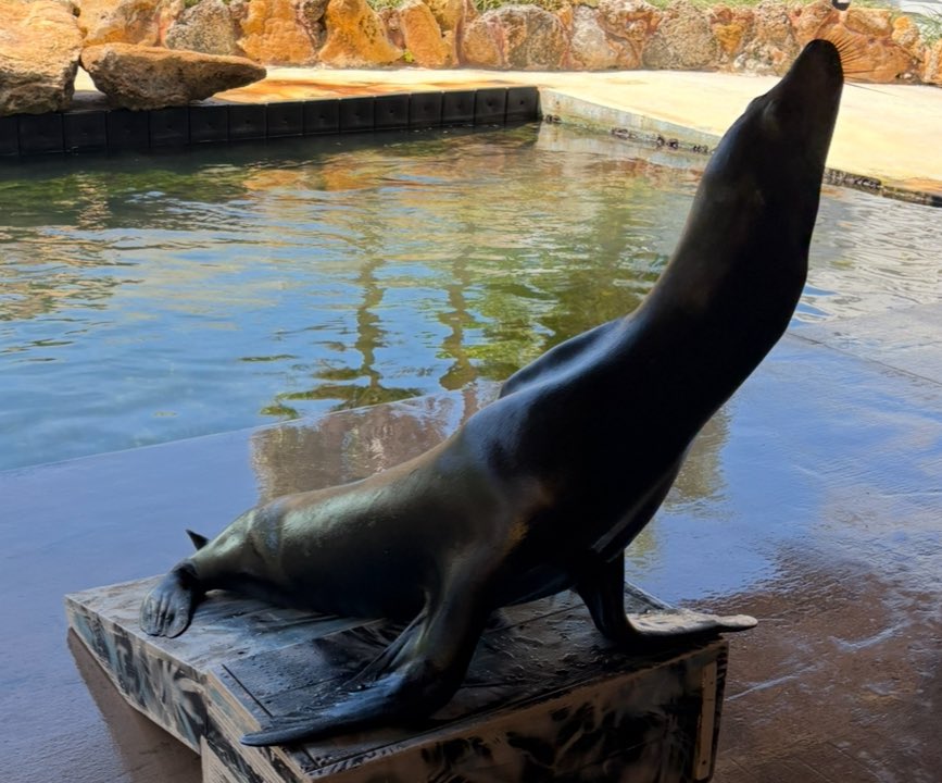 DeanSouthwark's tweet image. Loving the wildlife here in the Keys, Florida.