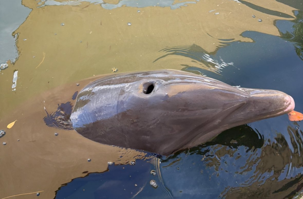 DeanSouthwark's tweet image. Loving the wildlife here in the Keys, Florida.