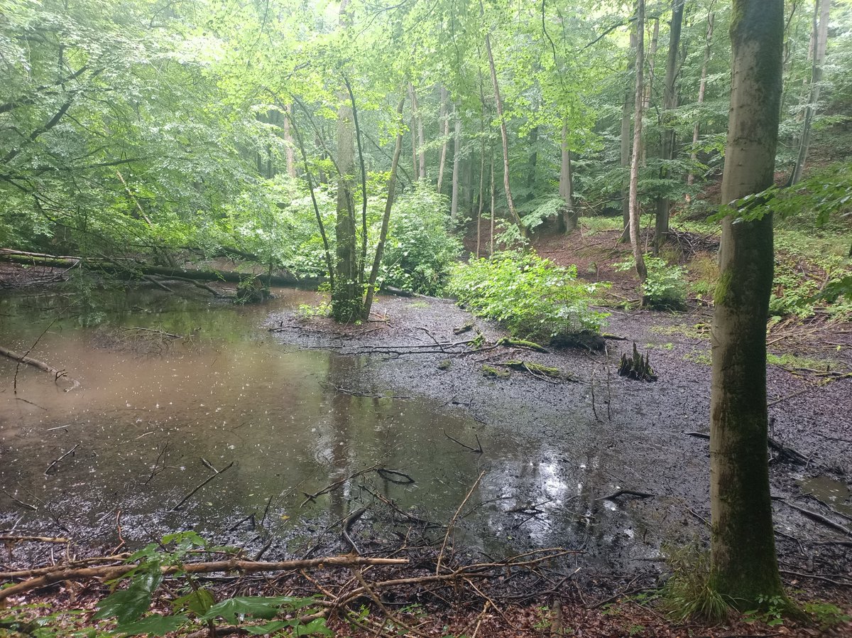kineyDE's tweet image. Trotz kondensierender Dürre eine kleine Runde im Harz gedreht.
Die Burgruinen Hohnstein und Ebersburg sowie den matschigen Wald dazwischen angeschaut....