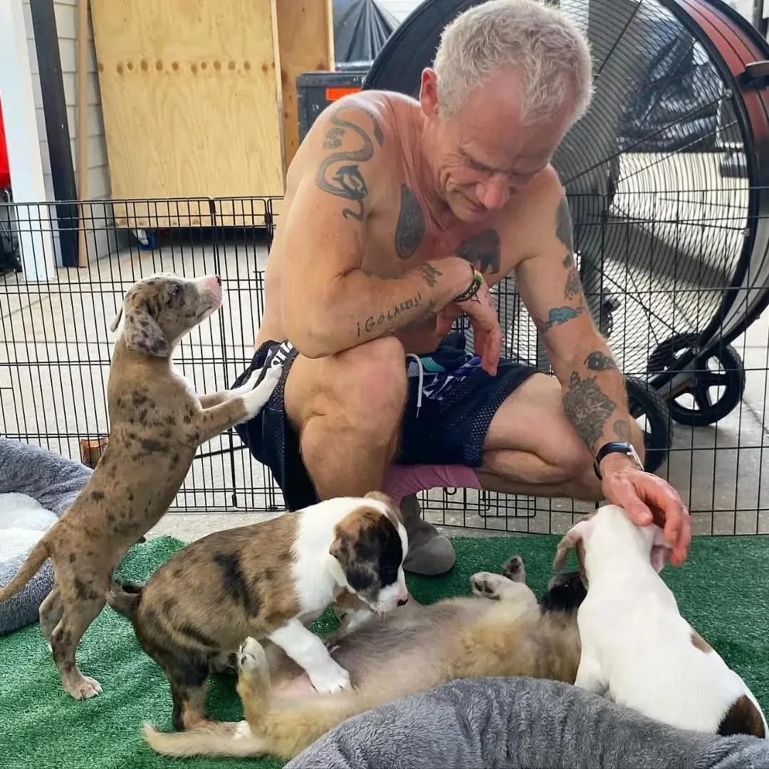 ChiliPeppersArg's tweet image. Hoy es el día mundial del perro 🐶 un día para también pedir por los miles de animales que necesitan un hogar, un poco de alimento y el merecidisimo calor de una familia.
✳️ Durante la última gira de la banda en el último trayecto por norteamérica, Anthony Kiedis y Red Hot Chili…