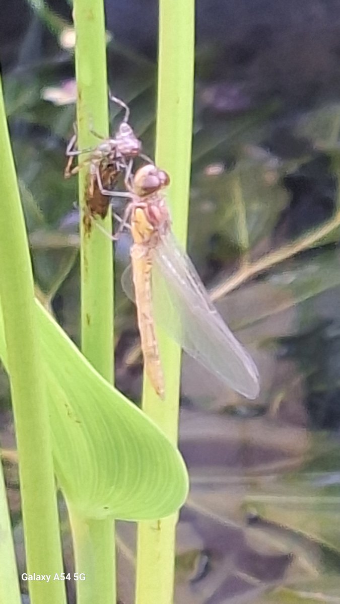 Goedemorgen........ deze komt ook van deze dag genieten. Bij onze vijver.