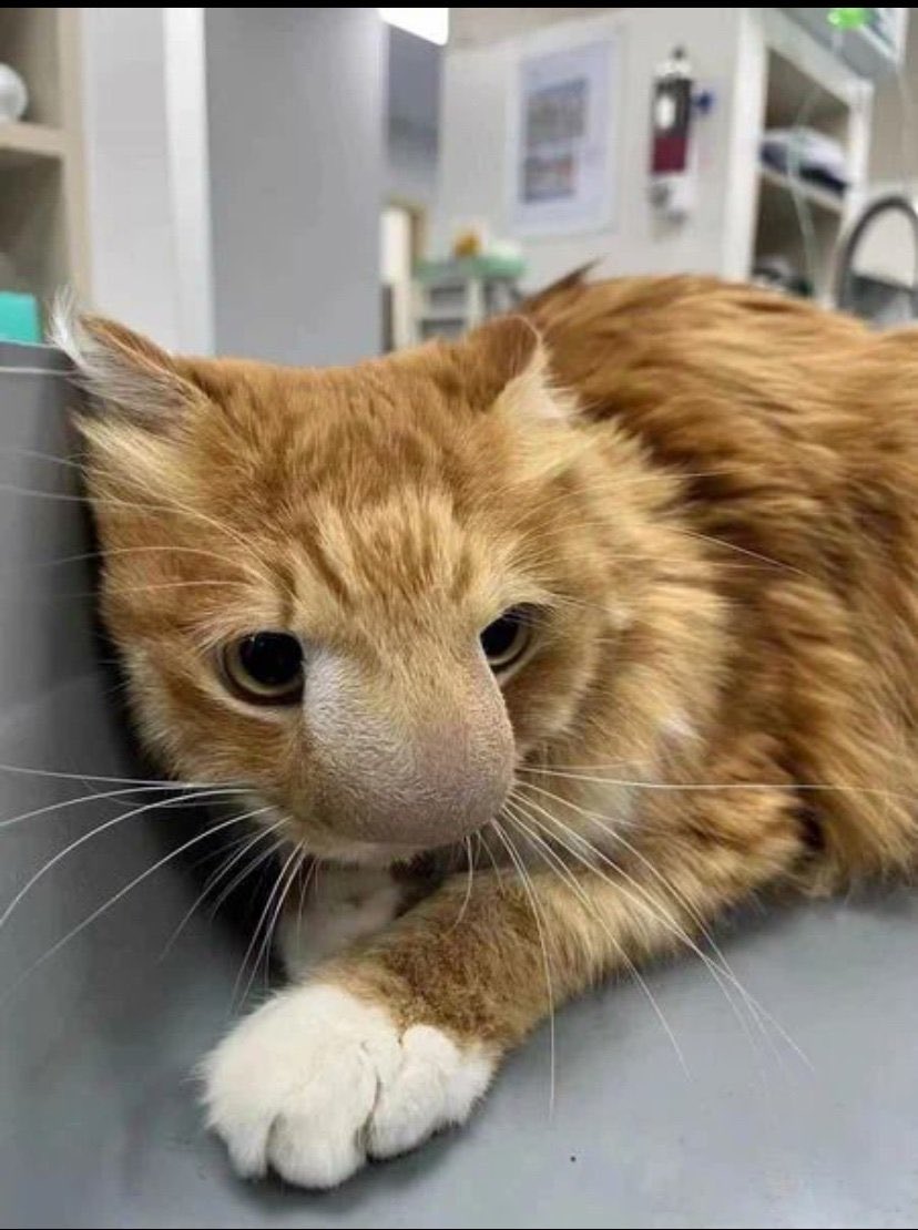 RadioEuropes's tweet image. The cat, stung on the nose by a bee, became unrecognizable.