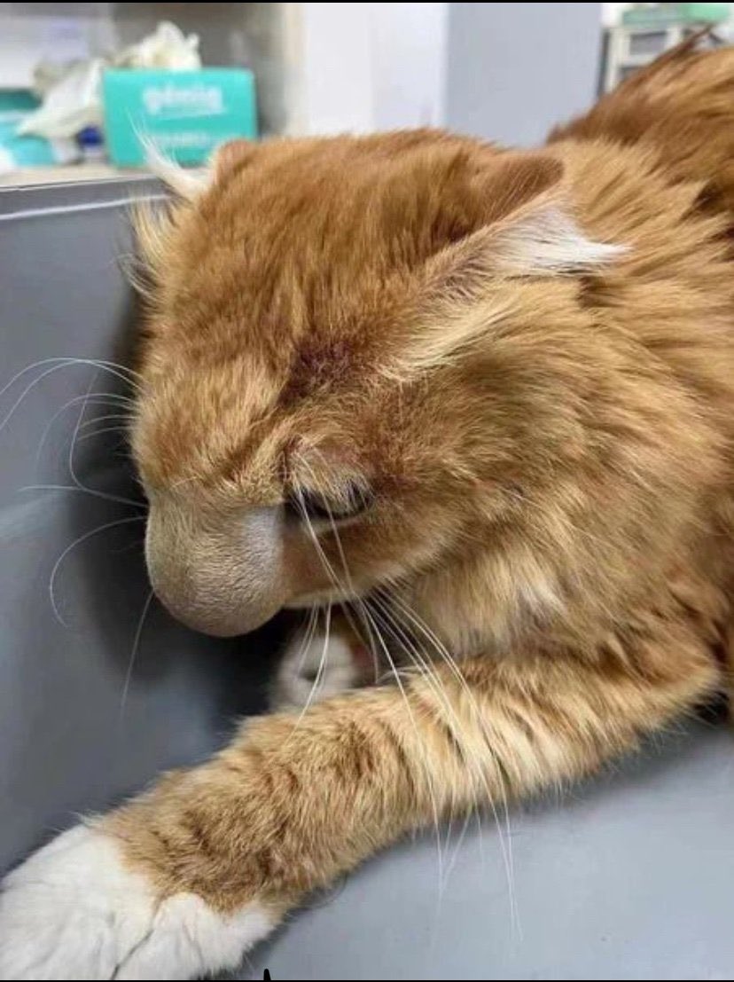 RadioEuropes's tweet image. The cat, stung on the nose by a bee, became unrecognizable.