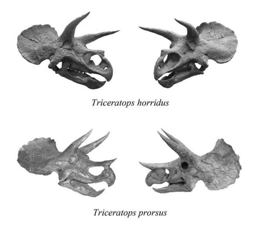 FossilLocator's tweet image. Huh, never thought about the difference in nose horns between triceratops species until @Michael13020333 told me about it