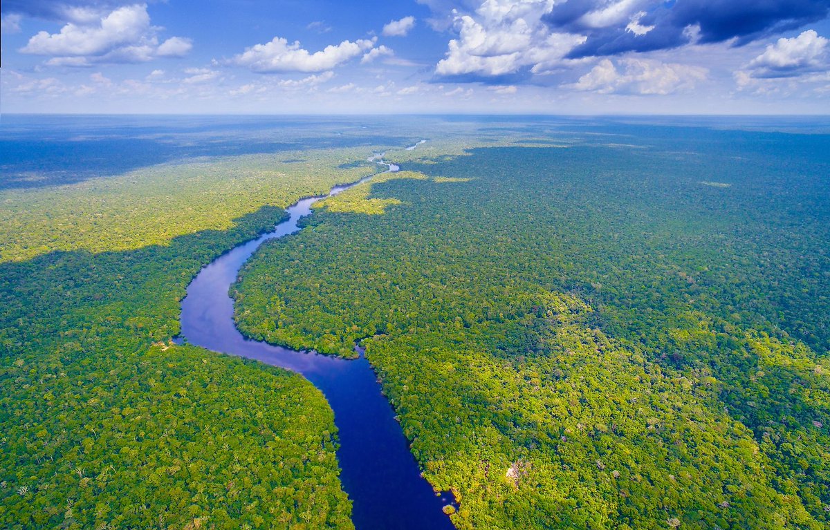 treemissions's tweet image. “Together we can preserve the forest, securing this immense treasure for the future of all these our children.”
— Chico Mendes