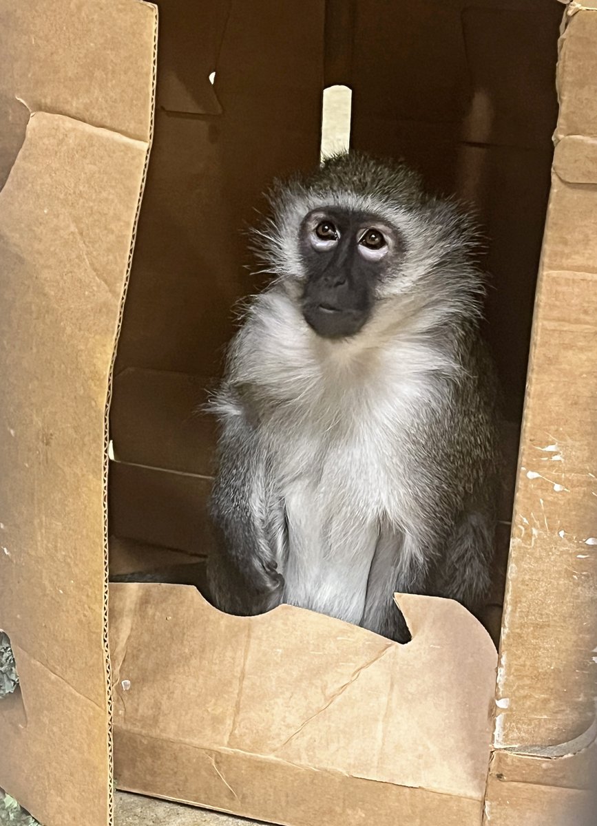 ZooBoise's tweet image. Looks like vervet monkey Leo got a new office. Actually, it's part of daily enrichment.
Enrichment comes in all shapes and sizes to help stimulate our residents' physical and mental abilities. Plus, it encourages natural instincts with fun challenges.
📷: Zookeeper Emily