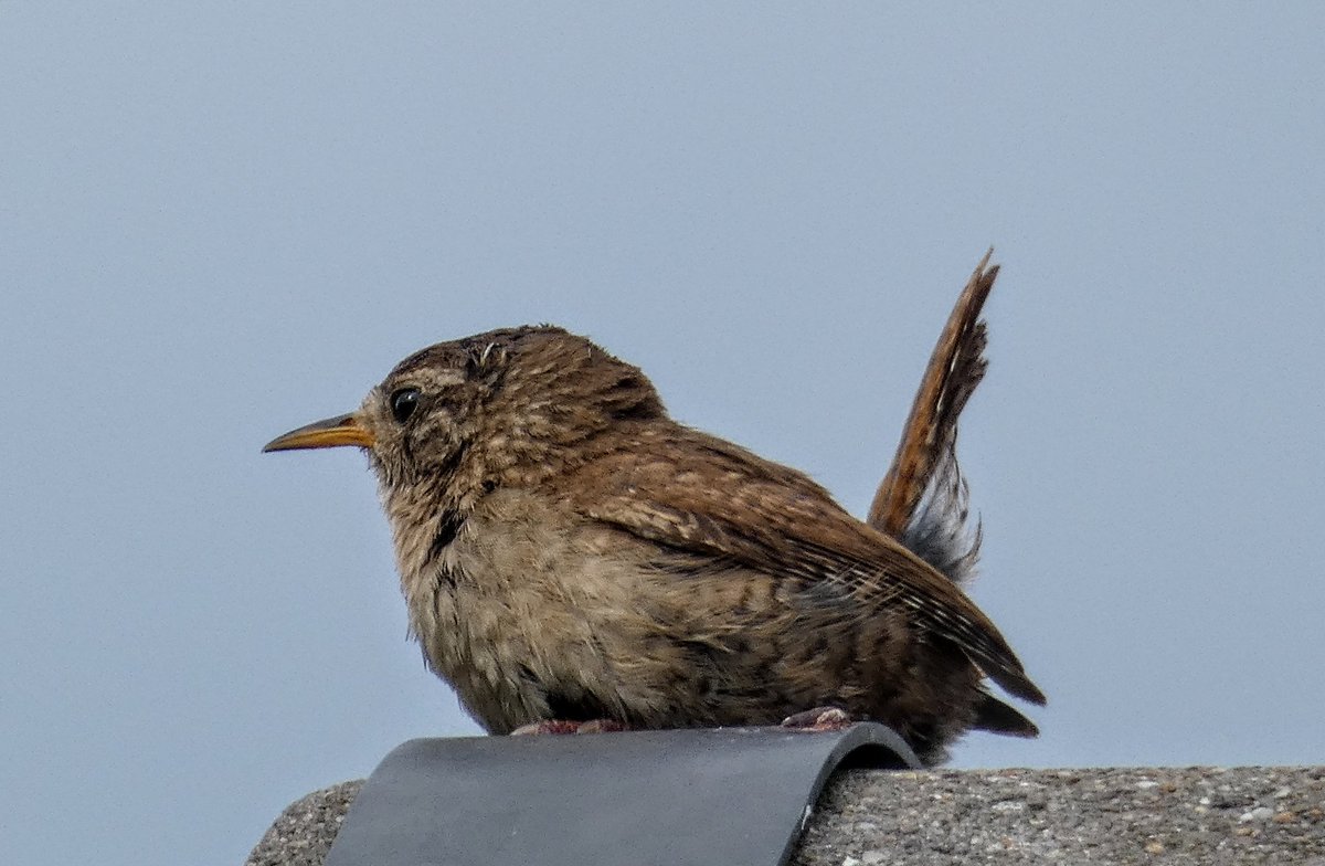 tismenic70's tweet image. Little Jenny Wren on neighbours' garage singing away 馃幎
#GardenBirds
#photography
#photographers