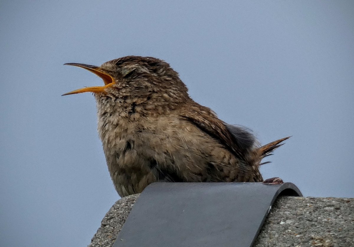 tismenic70's tweet image. Little Jenny Wren on neighbours' garage singing away 馃幎
#GardenBirds
#photography
#photographers